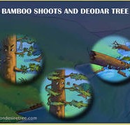 Bamboo Shoots And Deodar Tree