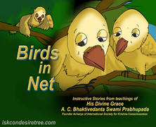Birds In Net